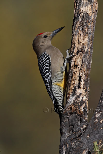 Gila Woodpecker © Russ Chantler